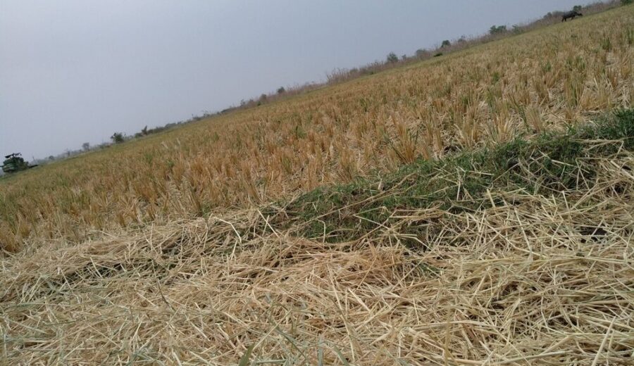 Immagine di eventi climatici che colpiscono l'agricoltura