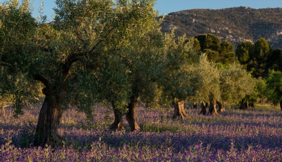 Giacenze di olio d'oliva