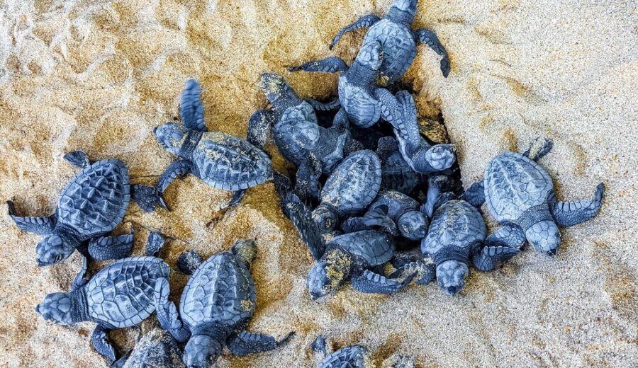 Nidi di Caretta caretta sulla spiaggia