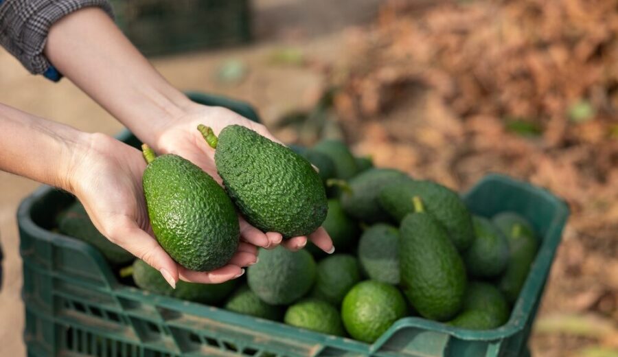 Coltivazione di avocado in Sicilia