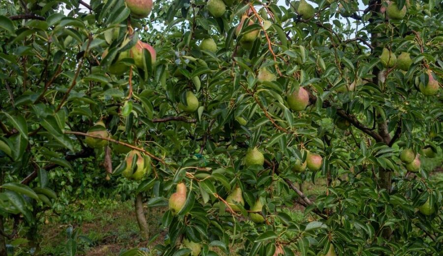 Pere italiane pronte per l'export